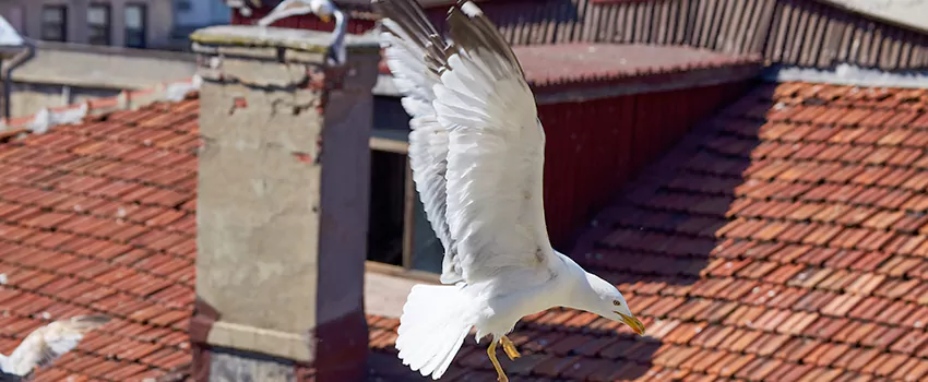 Residential Chimney Animal Removal Solution in Opelika, AL