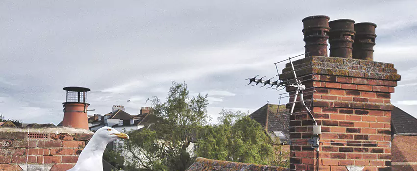 Chimney Cleaning And Restoration in Opelika, Alabama